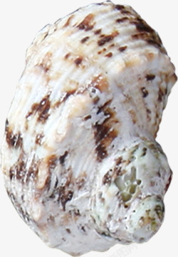 白色棕色斑点海螺素材