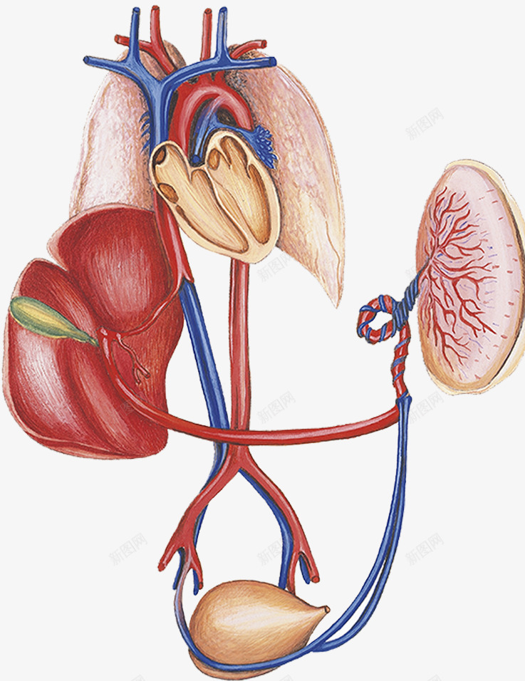 心脏血液循环系统png免抠素材_88icon https://88icon.com 动脉 心脏 心血管 静脉