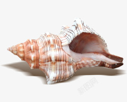 海生物海螺素材