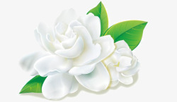 白色五瓣花白色牡丹高清图片