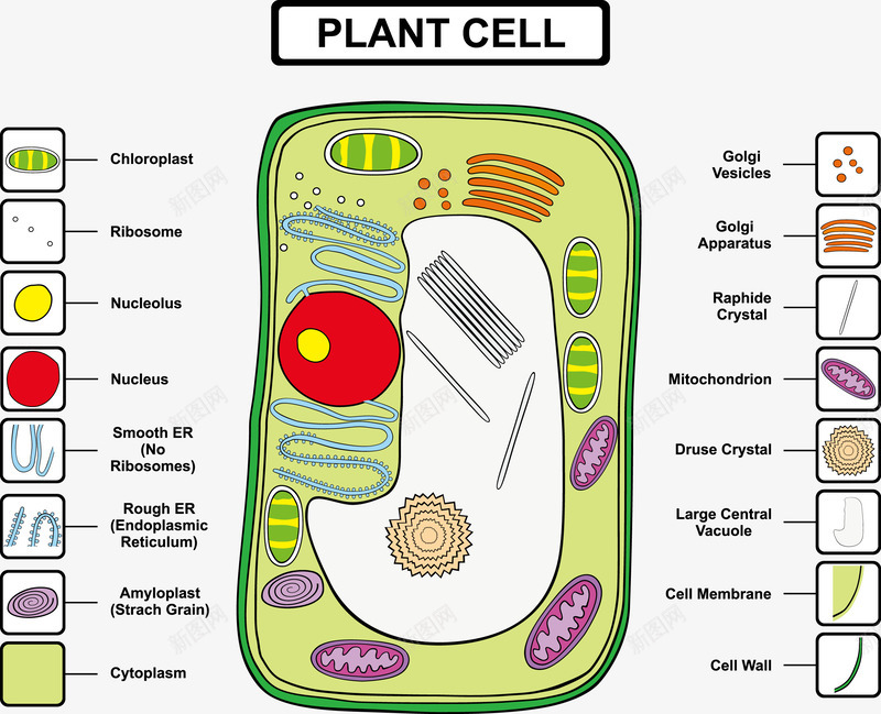 植物细胞结构分析矢量图eps免抠素材_88icon https://88icon.com 学习 植物细胞 结构分析 装饰 矢量图