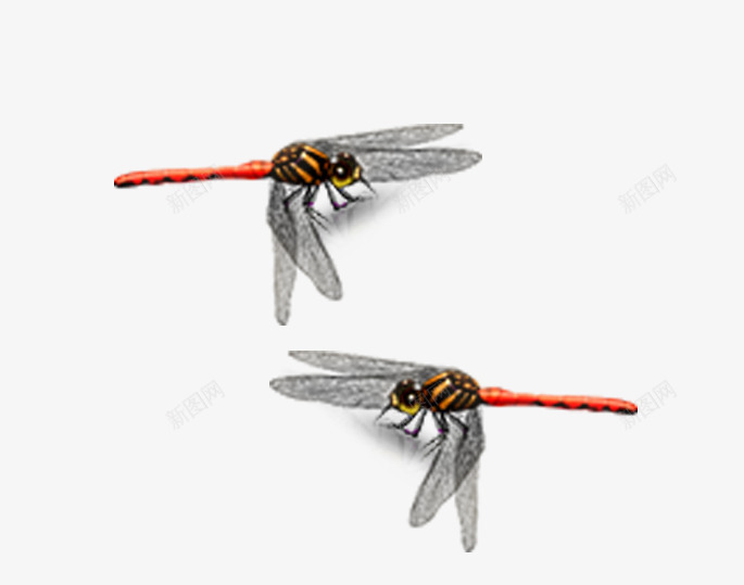 装饰蜻蜓psd免抠素材_88icon https://88icon.com 夏天 昆虫 蜻蜓 装饰图案 飞行 飞行的蜻蜓