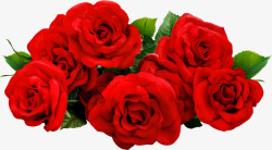 玫瑰红玫瑰花一束花红色送礼高清图片