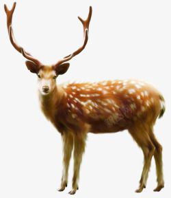 动物折纸摄影圣诞麋鹿摄影动物高清图片