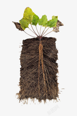 植物根茎横切面素材