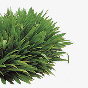 园林花草png免抠素材_88icon https://88icon.com 园林花草 建筑绿化装饰 树木 绿化 绿色植物 花丛 花卉 花束