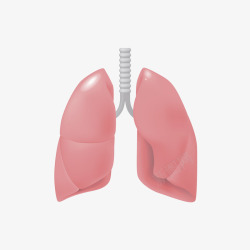 人体器官肺素材