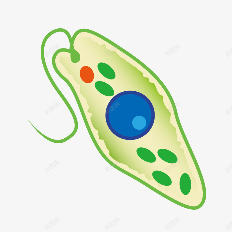 卡通草履虫细胞png免抠素材_88icon https://88icon.com 卡通细胞 生物学 生物实验 草履虫细胞