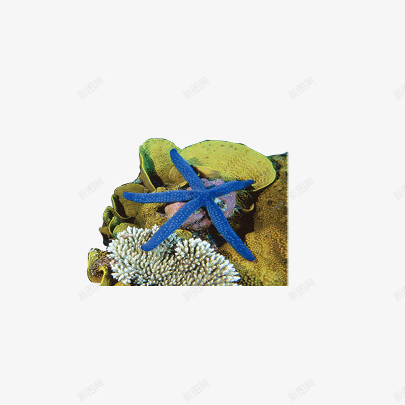 海底珊瑚海星png免抠素材_88icon https://88icon.com 海底珊瑚海星