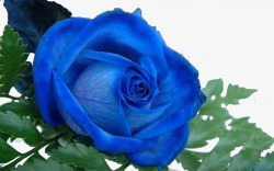 花瓣脉络清晰一支蓝色玫瑰高清图片
