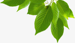 扁平化绿色树枝绿色春天树叶树枝装饰高清图片
