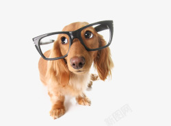 戴眼镜的小狗片素材