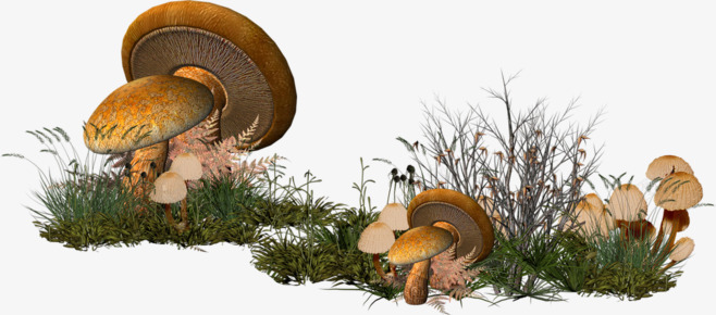 草地上的蘑菇png免抠素材_88icon https://88icon.com 夏天 草地 草地上的蘑菇 蘑菇