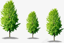 三棵松树素材