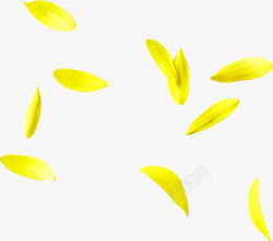 漂浮黄花瓣素材