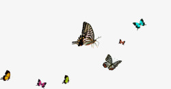 飞翔的蝴蝶春天彩色飞翔蝴蝶装饰高清图片