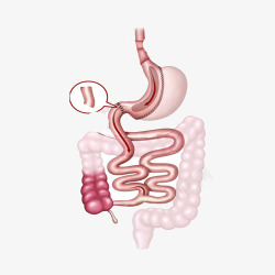 肠道治疗人体器官高清图片