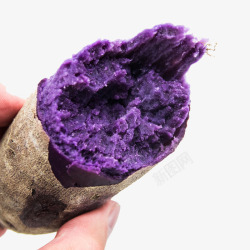 原生态紫番薯素材