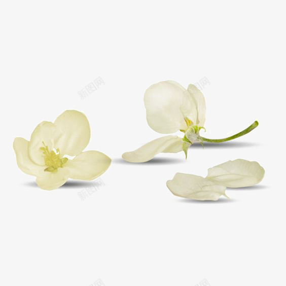 白色花朵png免抠素材_88icon https://88icon.com 小清新 小花 文艺 白色花瓣 野花
