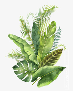 绿色植物手绘清新绿色蕨类植物芭蕉高清图片