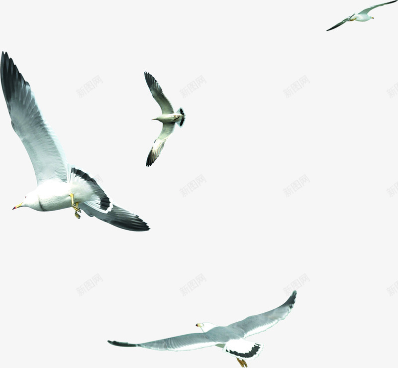 海边度假区飞翔的海鸥png免抠素材_88icon https://88icon.com 度假区 海边 海鸥 飞翔