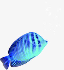创意蓝色质感海底里的小丑鱼素材