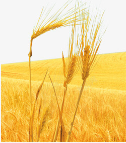麦子熟了图片麦子熟了片高清图片