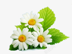 白色菊花带叶子的三朵雏菊花高清图片