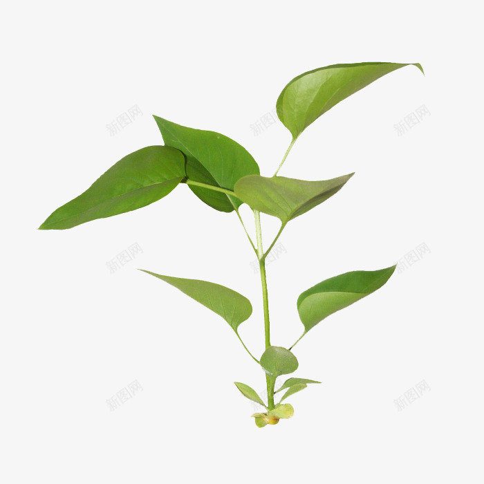 生长的植物png免抠素材_88icon https://88icon.com 生命力 生长 绿色