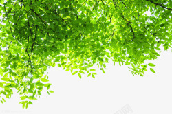 小清新秋分树叶绿色清新树叶背景高清图片