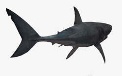 遨游海底黑色遨游海底生物动物鲸鱼高清图片