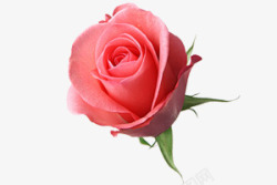 单独一朵玫瑰花单独一朵高清图片