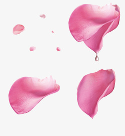花瓣上的小水珠粉色玫瑰花花瓣漂浮高清图片