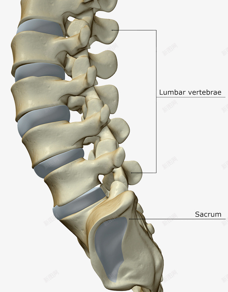 脊椎尾骨png免抠素材_88icon https://88icon.com 医学插图 教科书 腰椎 骨头