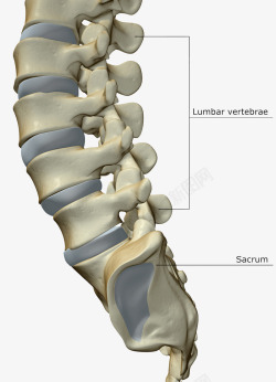教科书插图脊椎尾骨高清图片