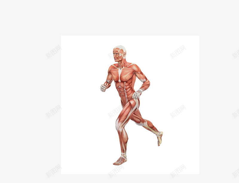 男性人体肌肉组织png免抠素材_88icon https://88icon.com 人体工程学 人体解剖学 健身运动 医疗保健 男士肌肉组织结构示意图 男性人体 肌肉 运动解剖学
