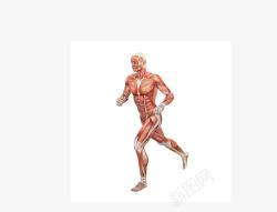男性人体肌肉组织素材