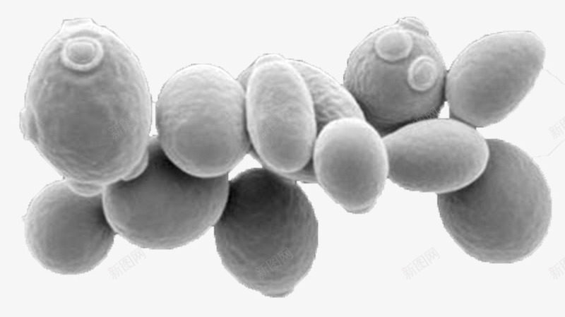 酵母菌png免抠素材_88icon https://88icon.com 微生物 显微镜下实物 酵母菌