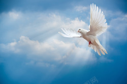 白色的鸽子蓝色天空白色鸽子高清图片