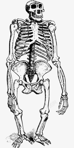 黑色简单猩猩动物骨头骨骼骨架素材