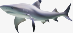 海底底纹大鲨鱼矢量图素材