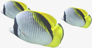 海底小鱼的世界png免抠素材_88icon https://88icon.com 世界 小鱼 海底