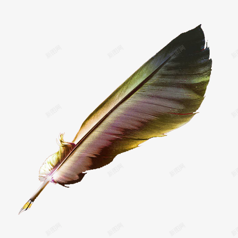 绚丽的羽毛png免抠素材_88icon https://88icon.com 华丽 完美无瑕 柔顺 绚丽 羽毛笔 羽毛简笔画 轻飘飘 高贵