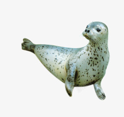 海底表演海狮高清图片