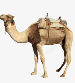 骆驼沙漠中的骆驼高清图片