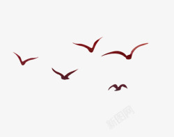 的海鸥一群飞鸟高清图片
