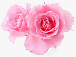 粉色分层花朵玫瑰素材
