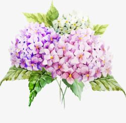 紫色薰衣草素材