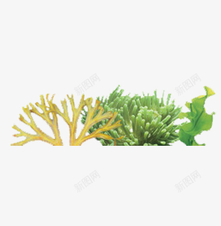 叶子png免抠素材_88icon https://88icon.com 叶子 海底植物 海藻 海边风情 绿色植物