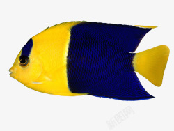 海底的黄色小鱼素材